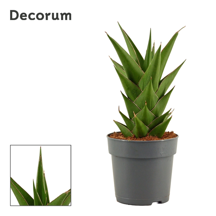 <h4>Sansevieria Temple crown 12 cm (Decorum)</h4>