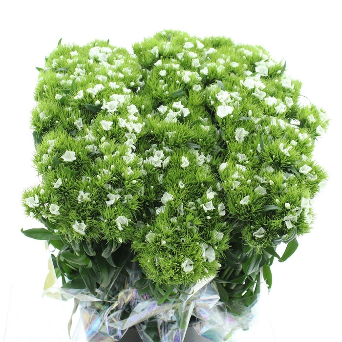 <h4>Di Barb White</h4>