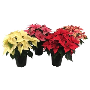 Poinsettia Christmas Feelings Mixkar 12+ schermen