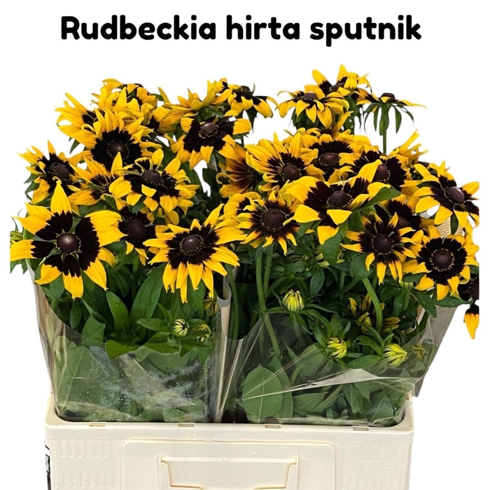 <h4>Rudbeckia Hi Sputnik</h4>