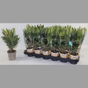 NERIUM OLEANDER OV