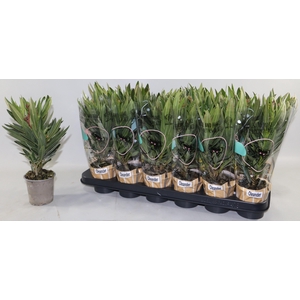 NERIUM OLEANDER OV