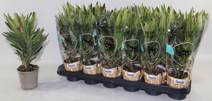 <h4>NERIUM OLEANDER OV</h4>