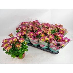 CHRYS RAINB PINK SEC