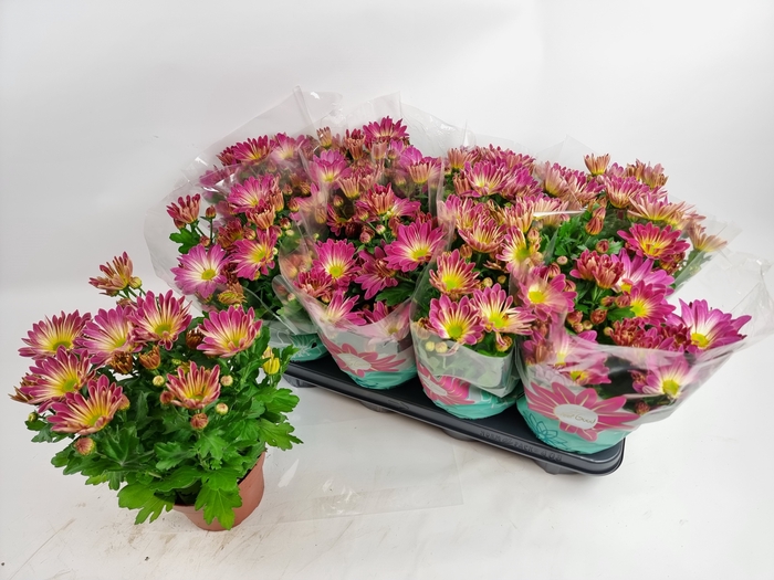 <h4>CHRYS RAINB PINK SEC</h4>