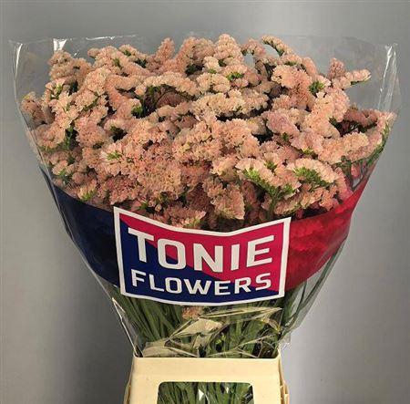 <h4>LIM S SIN HONEY APRICOT 80/40GR ANGEBOT</h4>