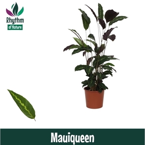 Calathea 17cm Mauiqueen Rhythm of Nature