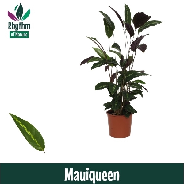 <h4>Calathea 17cm Mauiqueen Rhythm of Nature</h4>