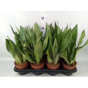 Sansevieria trifa. 'Moonshine'