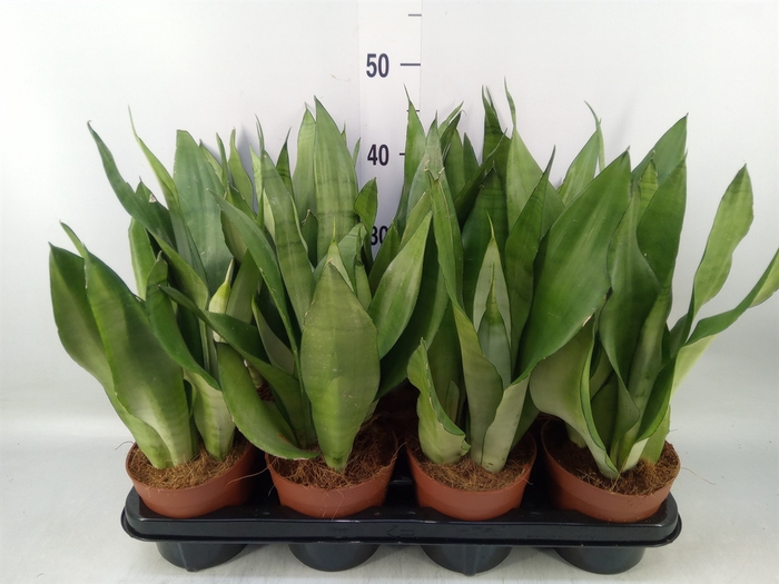 <h4>Sansevieria trifa. 'Moonshine'</h4>