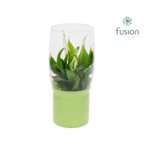 Green Bottle Tulp vaas met Spathiphyllum