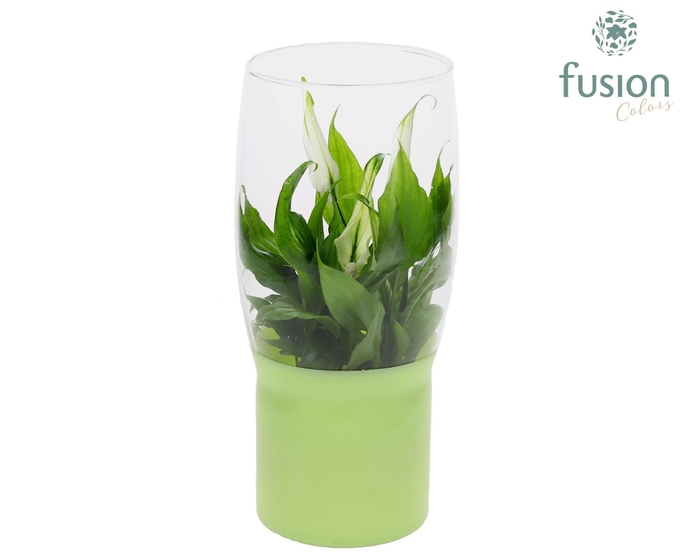 <h4>Green Bottle Tulp vaas met Spathiphyllum</h4>