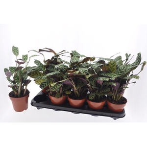 Ctenanthe Burle-marxii 12Ø 25cm