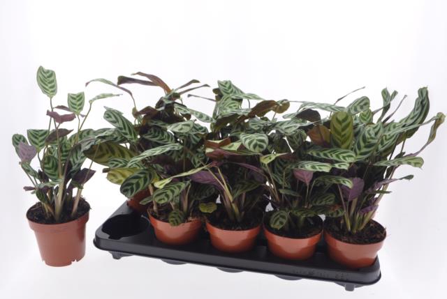 Ctenanthe Burle-marxii 12Ø 25cm