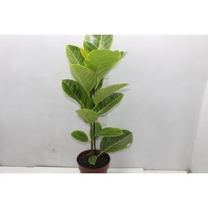 FICUS ALTISSIMA P17