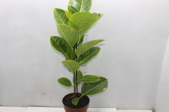 <h4>FICUS ALTISSIMA P17</h4>