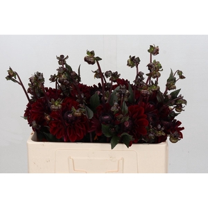 Dahlia Bacara