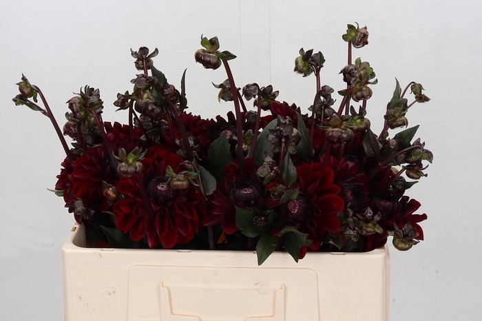 <h4>Dahlia Bacara</h4>