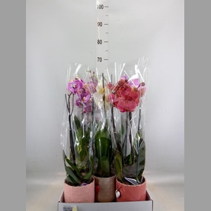 Phalaenopsis   ...mix
