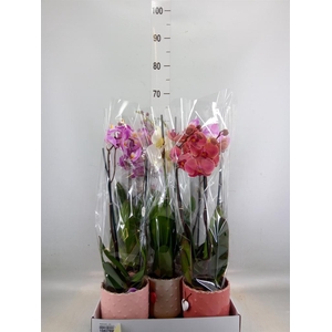 Phalaenopsis   ...mix