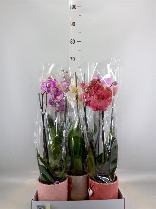 <h4>Phalaenopsis   ...mix</h4>