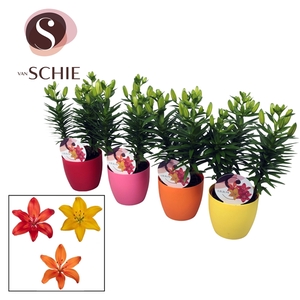 Aziaat Mix 13cm DECOPOT