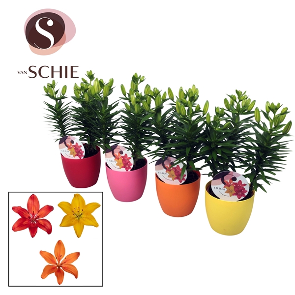 <h4>Aziaat Mix 13cm DECOPOT</h4>