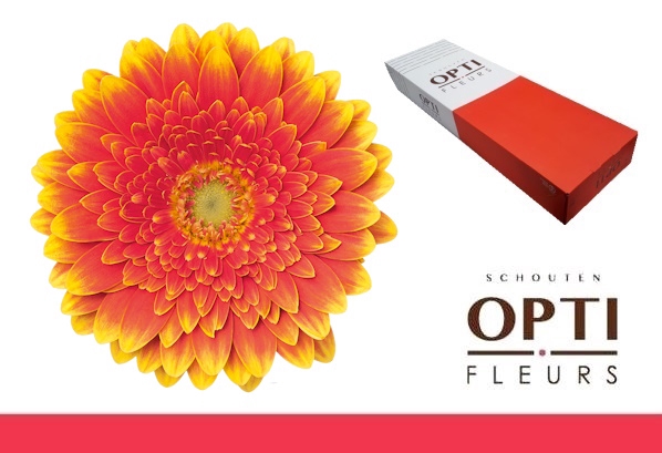 <h4>GE MI FRANKY-Doos</h4>