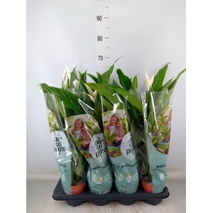 Spathiphyllum  'Sweet Ricardo'