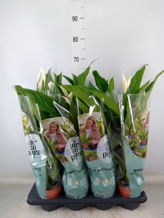 <h4>Spathiphyllum  'Sweet Ricardo'</h4>