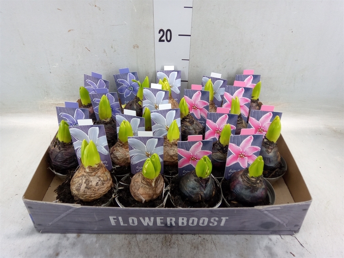 <h4>Hyacinthus orie.   ...mix</h4>