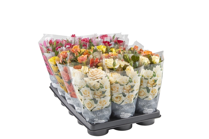 <h4>ROSA-HYBRID MINI</h4>