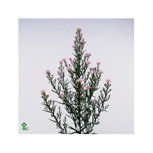 Aster Claudia