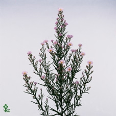 <h4>Aster Claudia</h4>