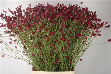 <h4>Sanguisorba Arnhem Red X100</h4>