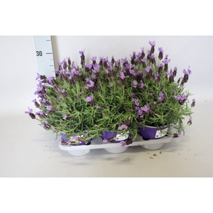 Kruiden I Lavandel stoechas Paars