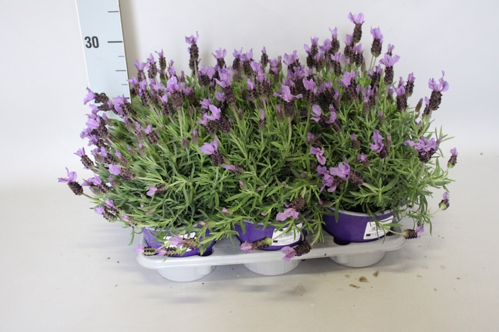 <h4>Kruiden I Lavandel stoechas Paars</h4>