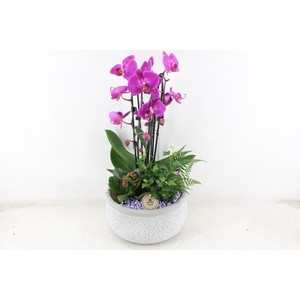 arr2 PL - Ker. barok grijs phal lila