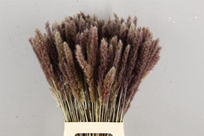 <h4>Df Pampas Silvy Natural</h4>