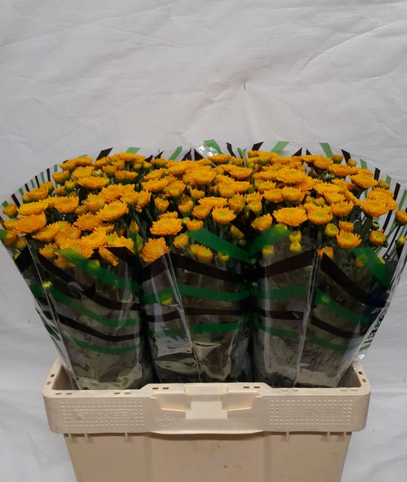 <h4>CHR S ELLISON ORANGE</h4>