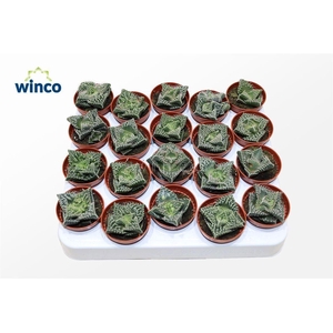 Faucaria Monstruoza