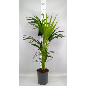 Howea forsteriana