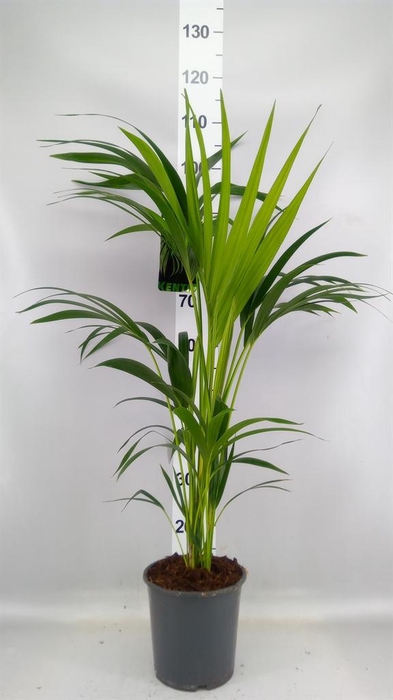 <h4>Howea forsteriana</h4>