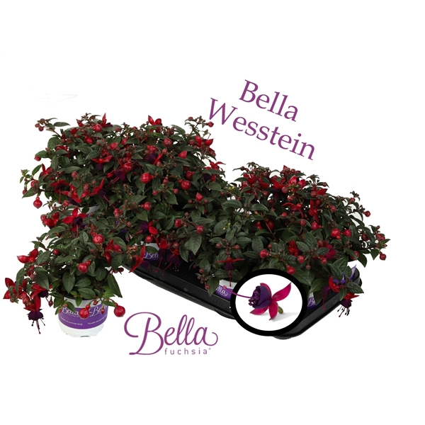 <h4>Bella Fuchsia 'Soila' ( Staand )</h4>