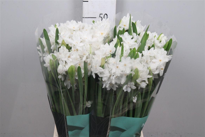 <h4>Narc Ta Ziva</h4>