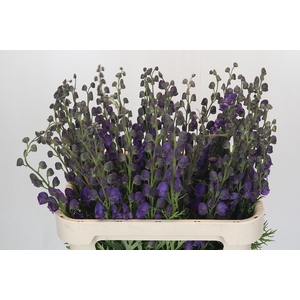 Aconitum Napellus