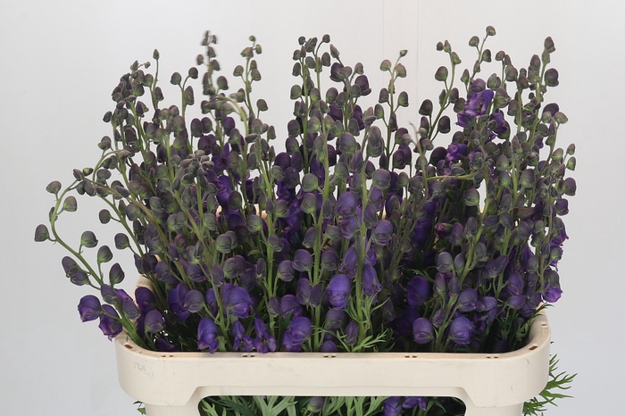 <h4>Aconitum Napellus</h4>