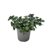 Mentha spicata