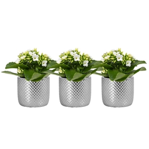 KALANCHOE BLOSSFELDIANA p6