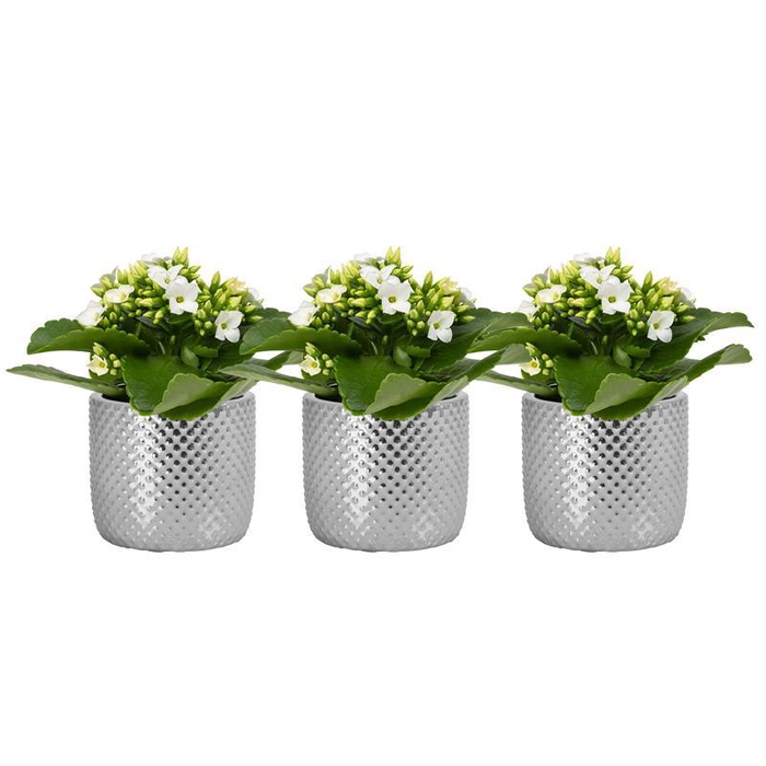 <h4>KALANCHOE BLOSSFELDIANA p6</h4>